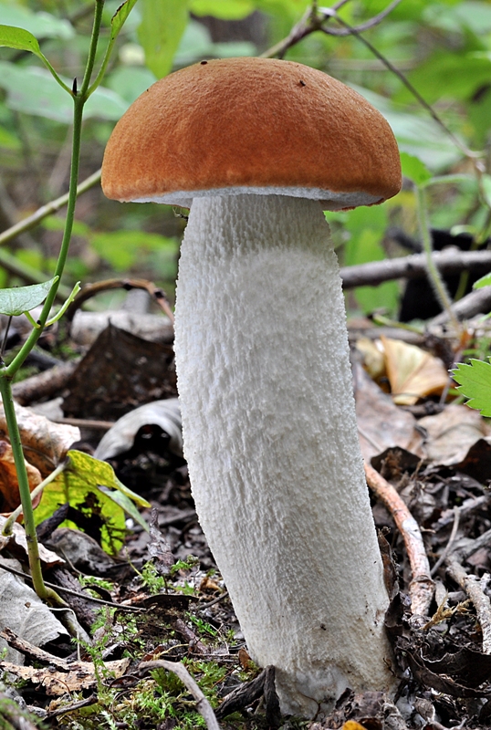 kozák osikový Leccinum albostipitatum den Bakker & Noordel.