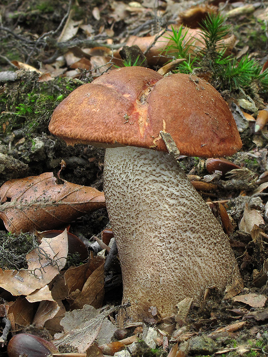 kozák dubový Leccinum aurantiacum (Bull.) Gray