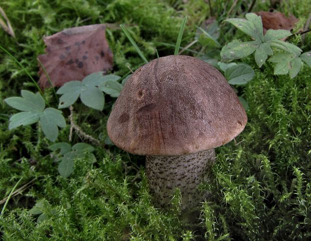 kozák brezový Leccinum scabrum (Bull.) Gray