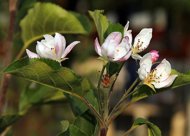 jabloň domáca Malus domestica Borkh.