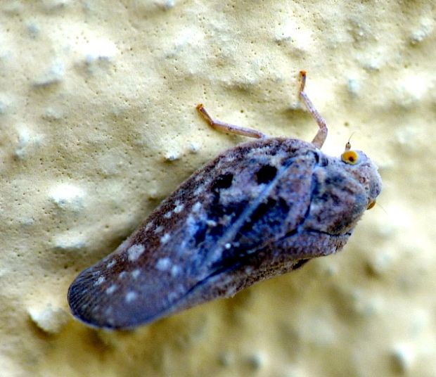 cikádka Metcalfa pruinosa, Flatidae