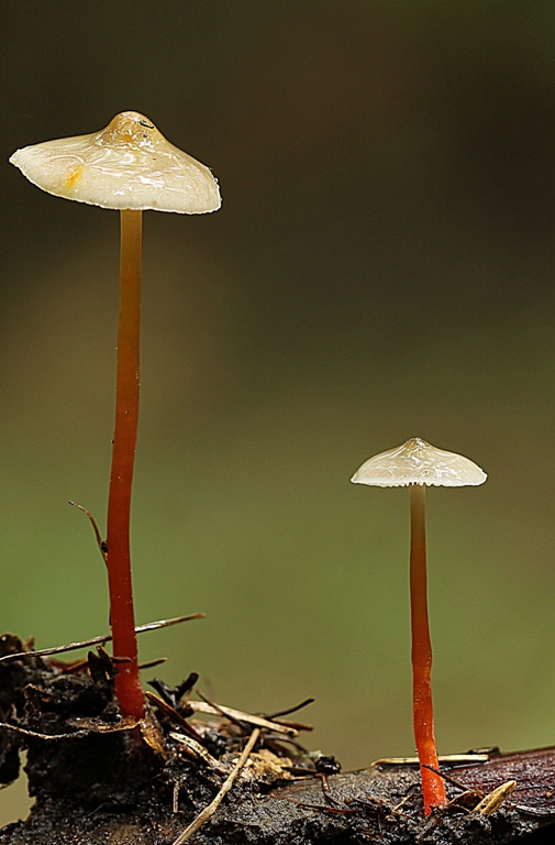 prilbička šafranová Mycena crocata (Schrad.) P. Kumm.