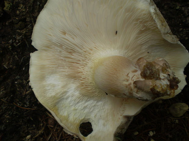 húževnatec šupinatý Neolentinus lepideus (Fr.) Redhead & Ginns