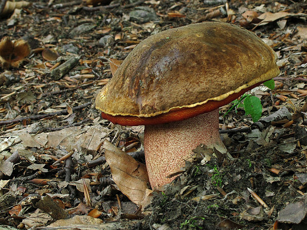 hríb zrnitohlúbikový Sutorius luridiformis (Rostk.) G. Wu & Zhu L. Yang