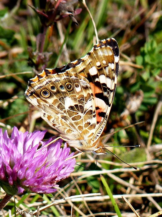 babôčka bodliaková Vanessa cardui