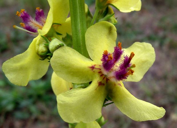 divozel čierny Verbascum nigrum L.