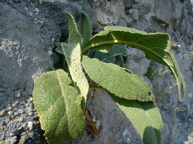 steny hradu - divozel Verbascum sp.