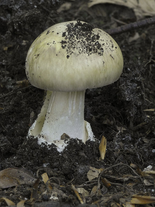 muchotrávka zelená  Amanita phalloides (Vaill. ex Fr.) Link