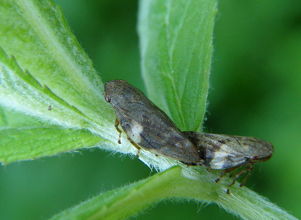 peniarka jelšová Aphrophora alni