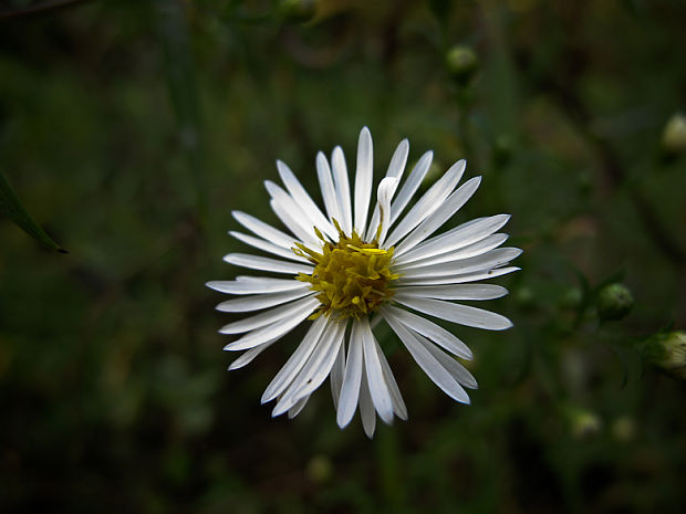 astra kopijovitolistá Aster lanceolatus Willd.