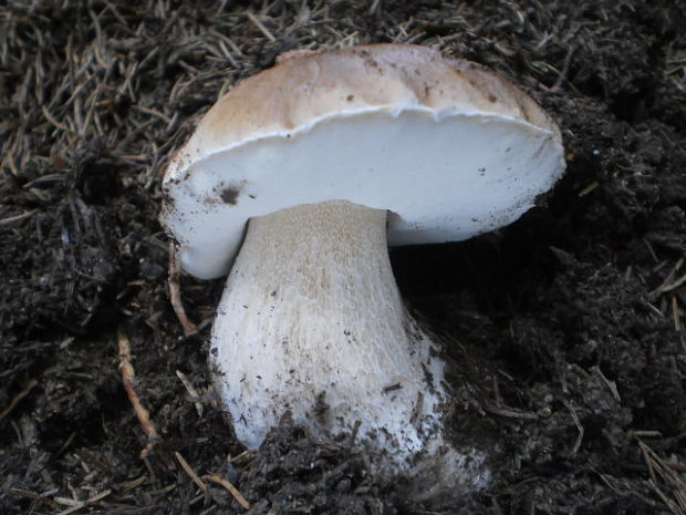 hríb smrekový Boletus edulis Bull.