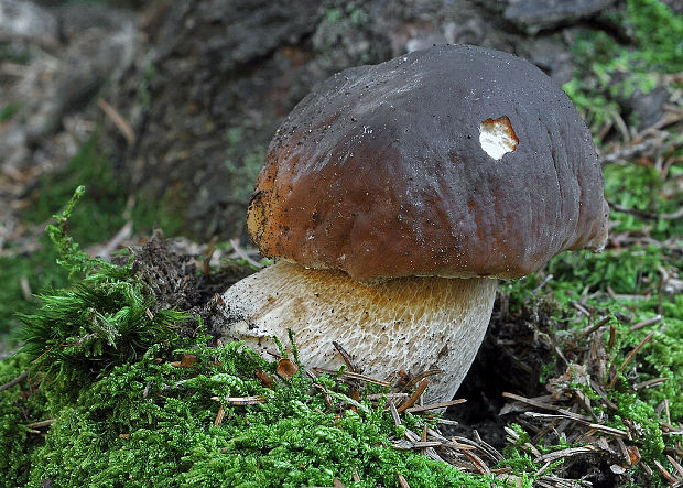 hríb smrekový Boletus edulis Bull.