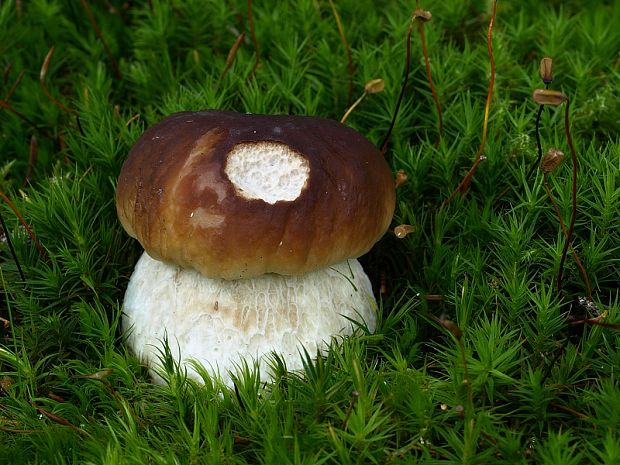 hríb smrekový Boletus edulis Bull.