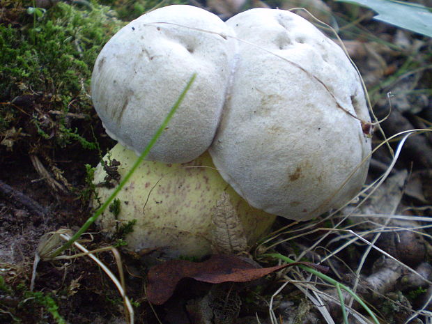 hríb horký Caloboletus radicans (Pers.) Vizzini