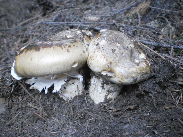 náramkovka cisárska Catathelasma imperiale (P. Karst.) Singer