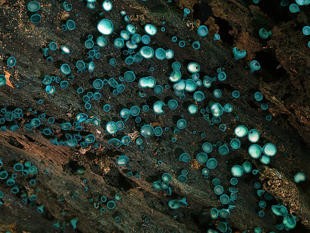 zelenica Chlorociboria sp.