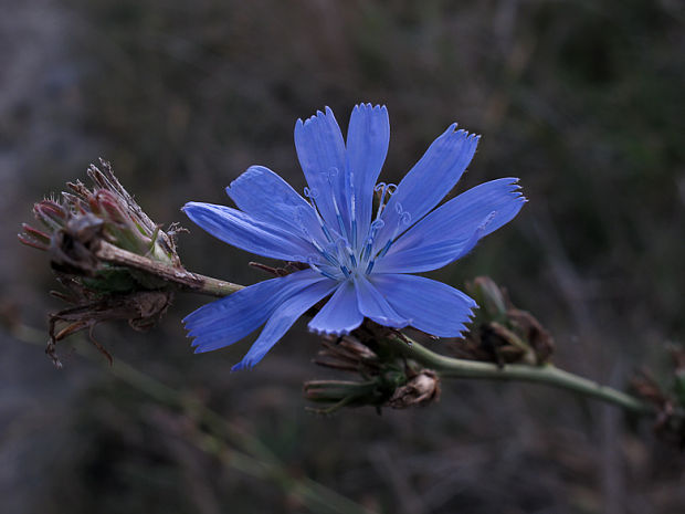 čakanka obyčajná Cichorium intybus L.