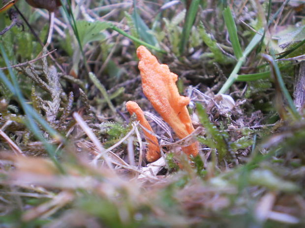 žezlovka hmyzová Cordyceps militaris (Fr.) Link