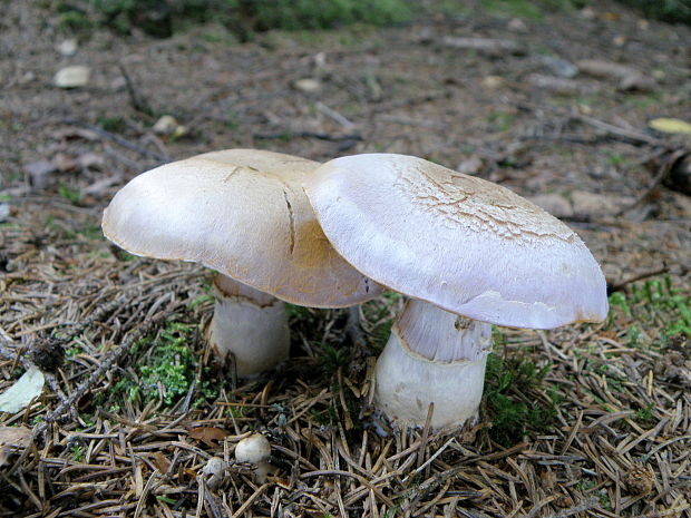 pavučinovec smradľavý Cortinarius traganus (Fr.) Fr.