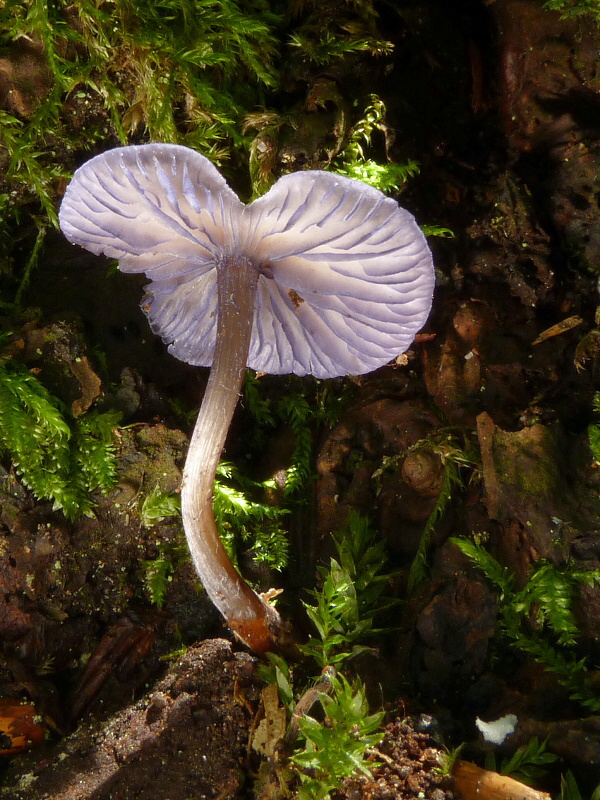 hodvábnica fialovomodrá Entoloma euchroum (Pers.) Donk