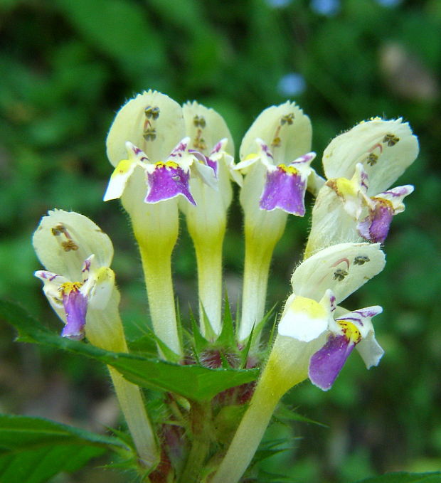 konopnica úhľadná Galeopsis speciosa Mill.