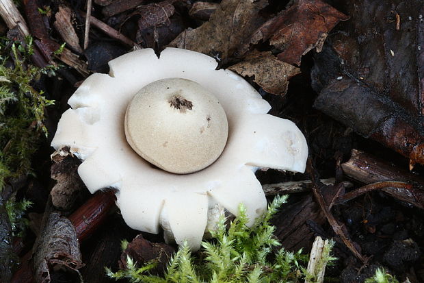 hviezdovka strapkatá Geastrum fimbriatum Fr.