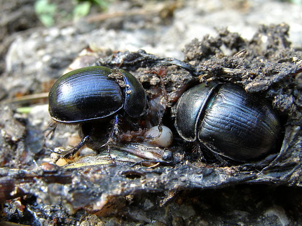 lajniak obyčajný Geotrupes stercorarius