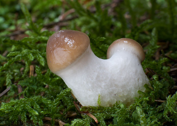 sliziak mazľavý Gomphidius glutinosus (Schaeff.) Fr.