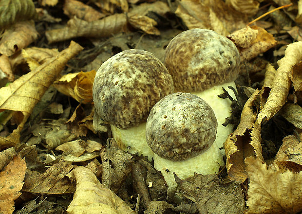 hríb jamkatý Hemileccinum depilatum (Redeuilh) Šutara