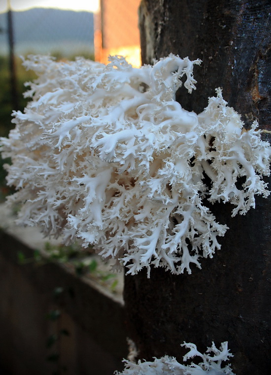 koralovec bukový Hericium coralloides (Scop.) Pers.