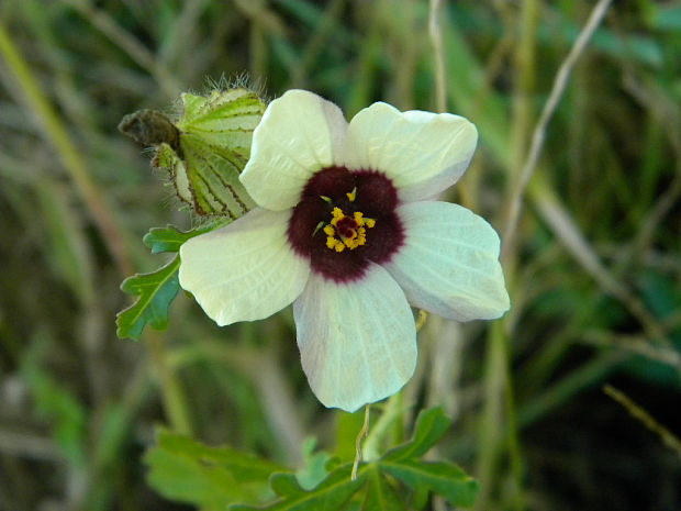 ibištek trojdielny Hibiscus trionum L.