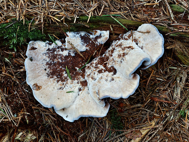 jelenkovka modrastá Hydnellum caeruleum (Hornem.) P. Karst.