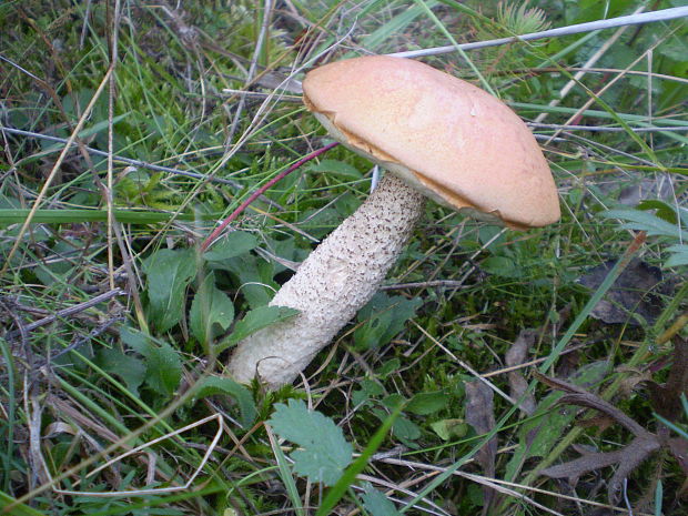 kozák osikový Leccinum albostipitatum den Bakker & Noordel.