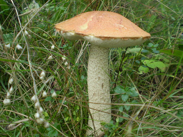 kozák osikový Leccinum albostipitatum den Bakker & Noordel.