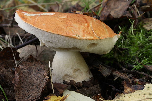 kozák osikový Leccinum albostipitatum den Bakker & Noordel.