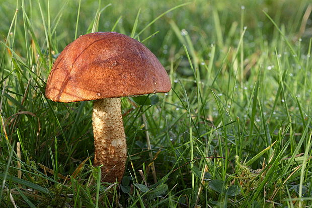 kozák dubový Leccinum aurantiacum (Bull.) Gray