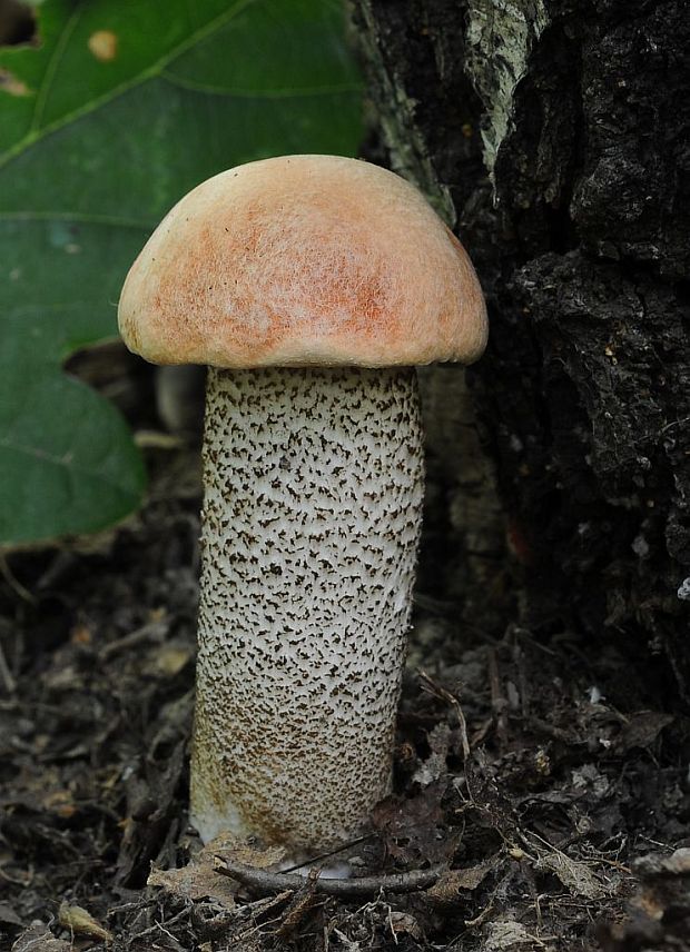 kozák dubový Leccinum aurantiacum (Bull.) Gray