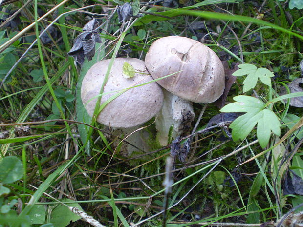 kozák topoľový Leccinum duriusculum (Schulzer ex Kalchbr.) Singer