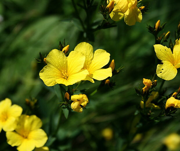 ľan žltý Linum flavum L.