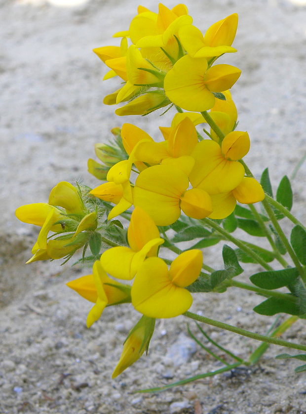 ľadenec borbásov Lotus borbasii Ujhelyi