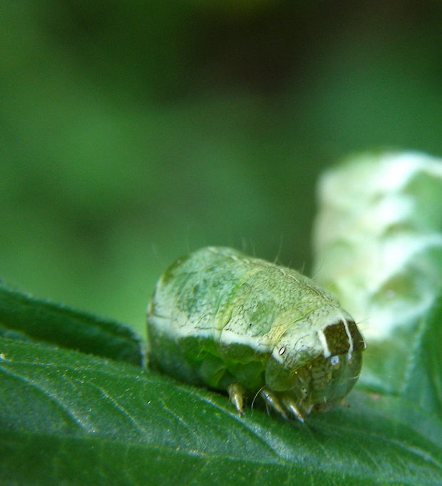 mora čierna Melanchra persicariae