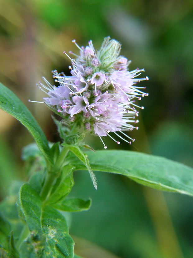 mäta dlholistá Mentha longifolia (L.) L.