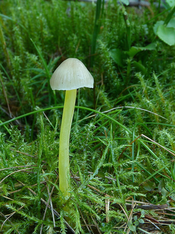 prilbička slizká Mycena epipterygia (Scop.) Gray