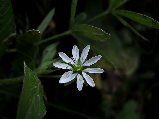 mäkkuľa vodná Myosoton aquaticum (L.) Moench