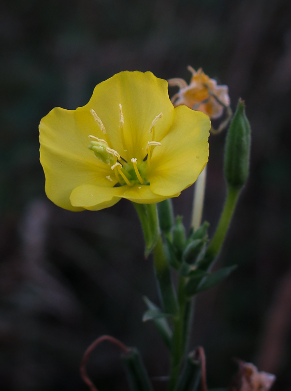 pupalka dvojročná Oenothera biennis L.