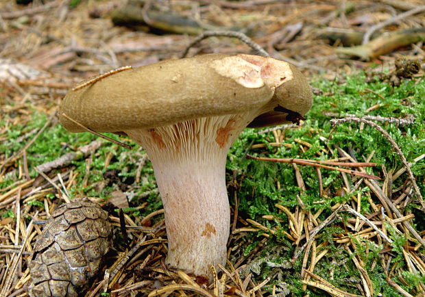 čechračka podvinutá Paxillus involutus (Batsch) Fr.