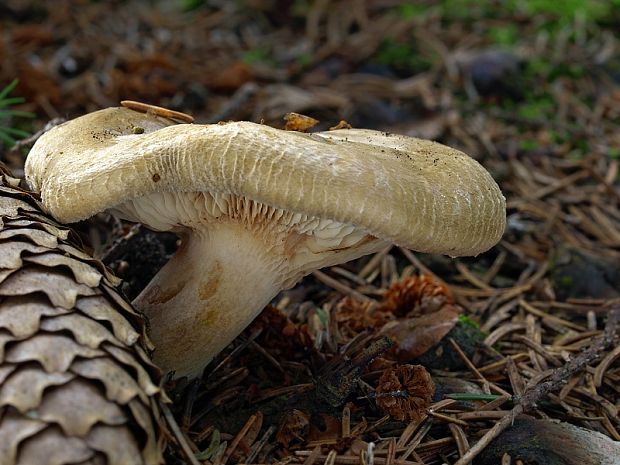 čechračka podvinutá Paxillus involutus (Batsch) Fr.