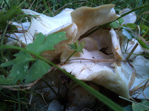 hliva buková Pleurotus pulmonarius (Fr.) Quél.