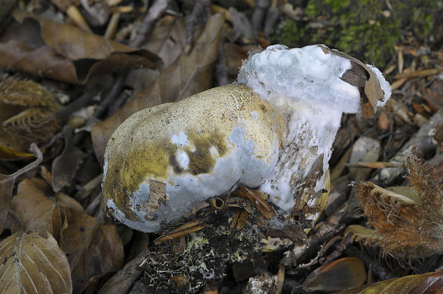 suchohríb cudzopasný zožratý plesňou Pseudoboletus parasiticus (Bull.) Šutara