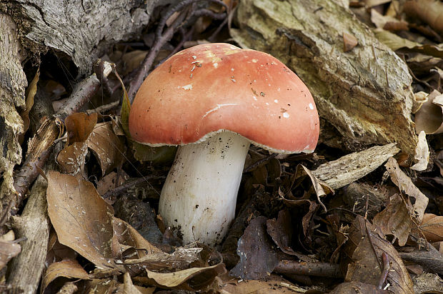 plávka Russula sp.